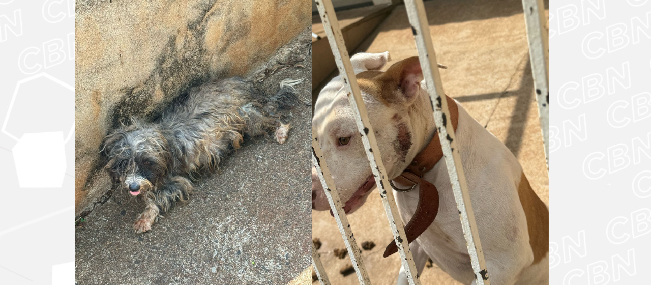 Polícia prende homem por maus tratos a animais