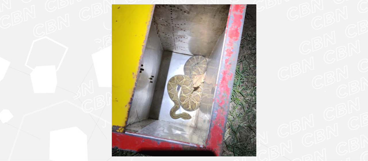 Aumenta aparecimento de serpentes em casas na região