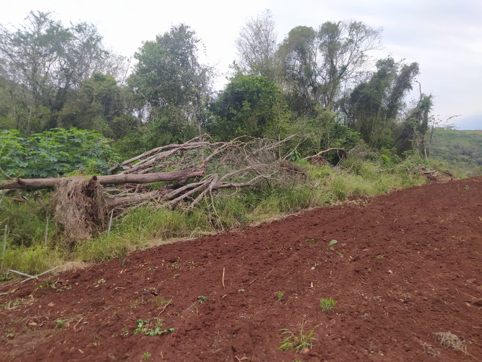 Polícia prende homem e aplica multa de R$ 177 mil por destruição de bioma