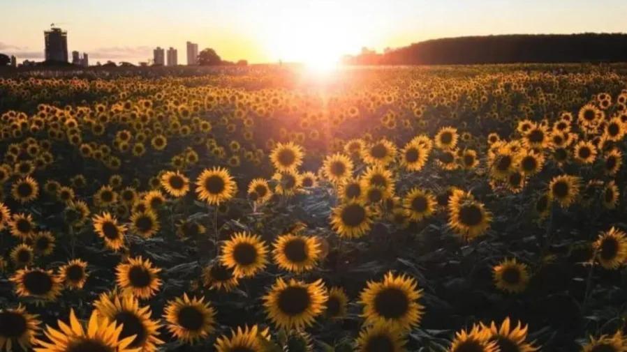 Campo de girassóis começa a florescer em Maringá; veja detalhes