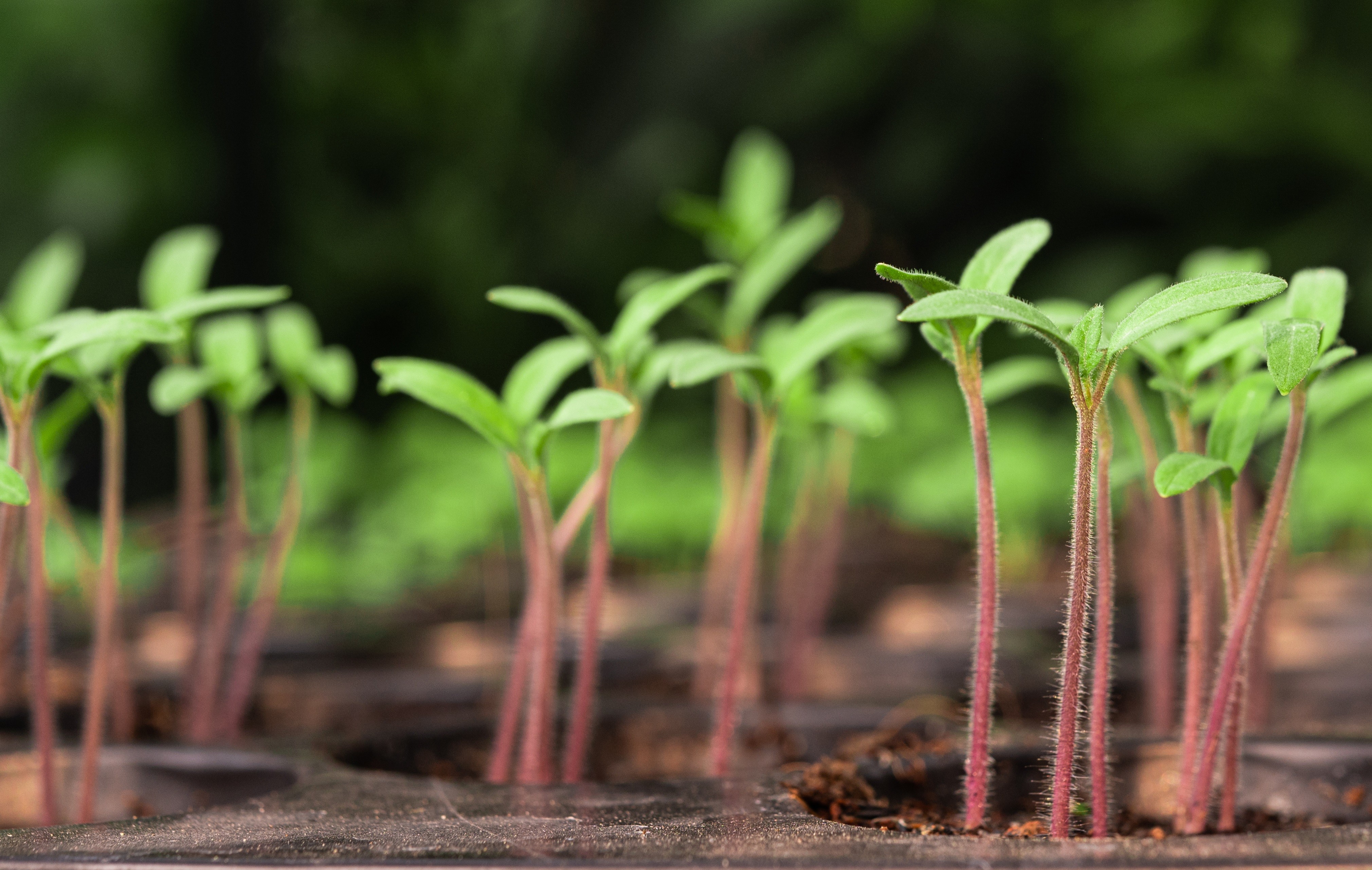 OSM pede impugnação de editais para aquisição de mudas de plantas