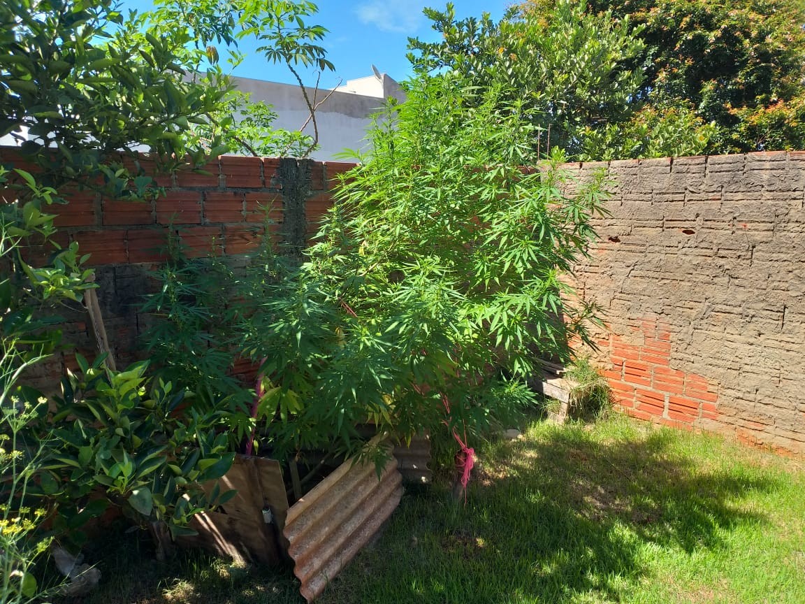 Polícia apreende dois pés de maconha no distrito de Iguatemi