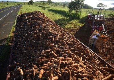 Tonelada da raiz de mandioca custa R$ 400 em Campo Mourão e Umuarama