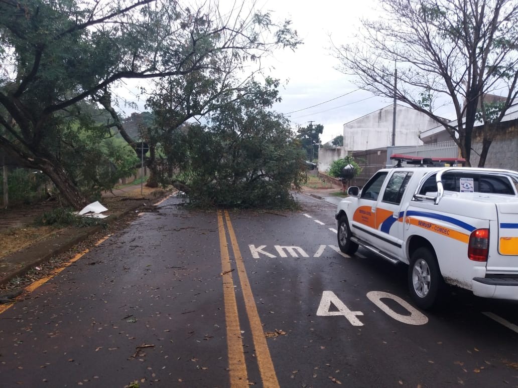 Rajadas de 70km/h derrubam árvores e queimam transformadores em Maringá