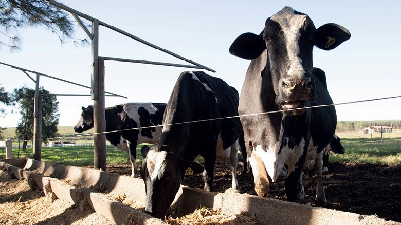 Vaca gorda custa R$ 137 a arroba em Maringá