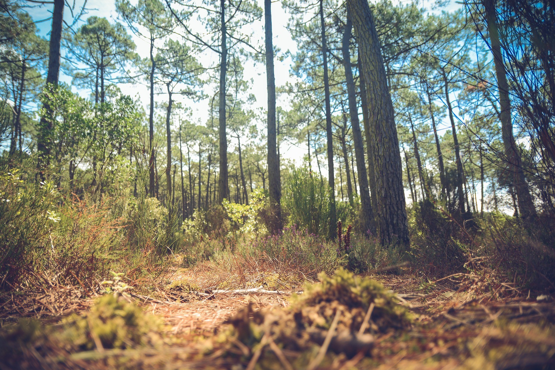 Se o Brasil apostar na economia verde, haverá impacto no PIB