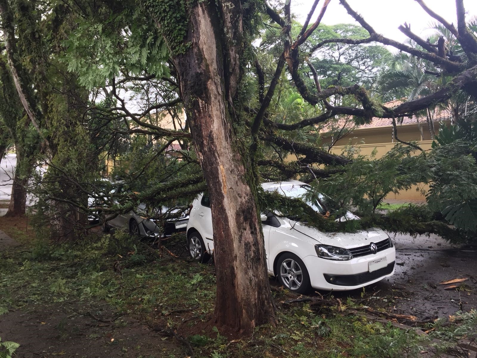 Chuva derruba árvore sobre veículo e casa na Zona 5