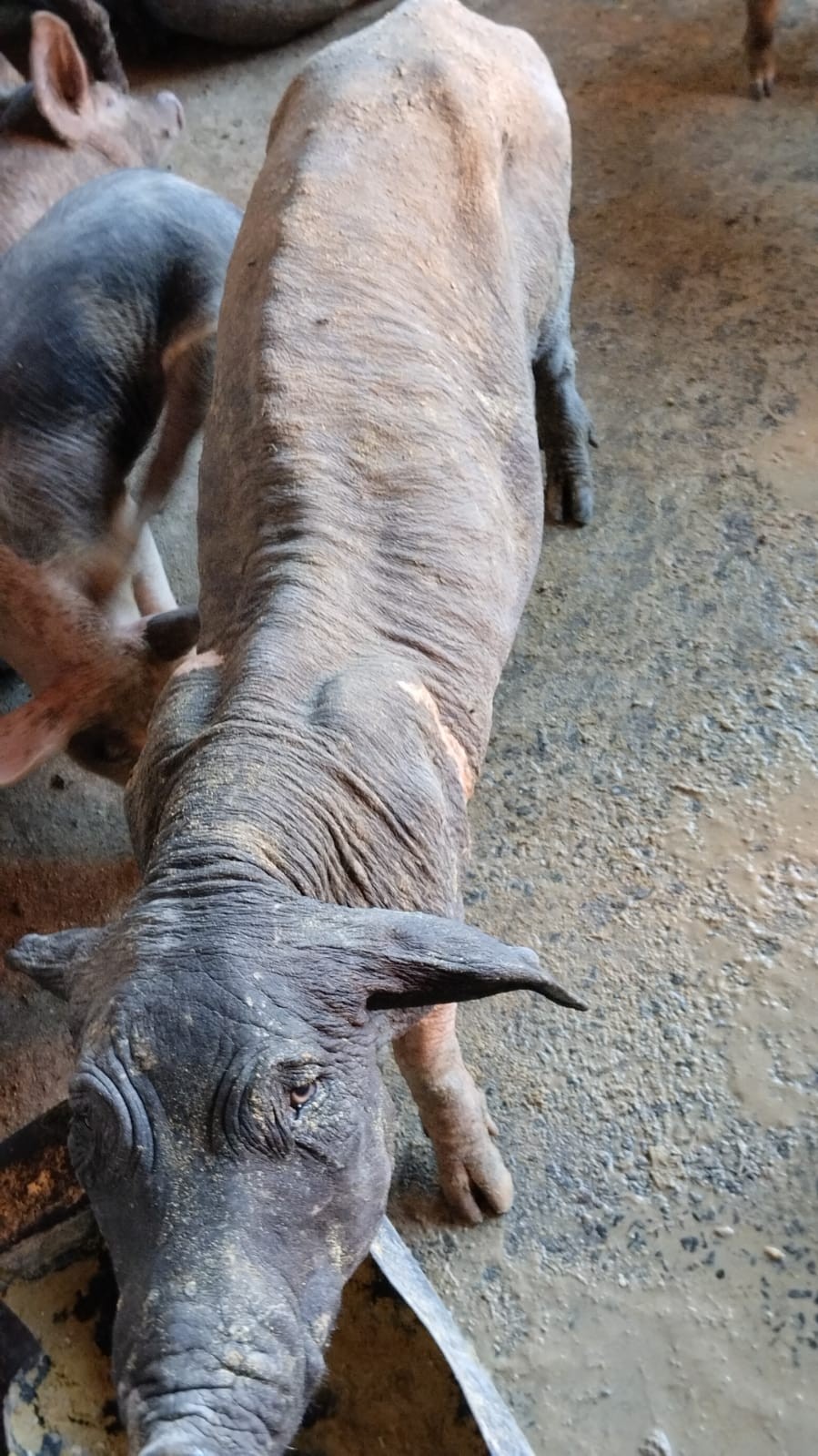 Propriedade de Flórida é multada em R$ 100 mil por maus-tratos a animais