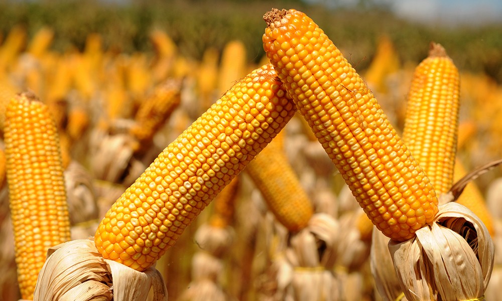 Milho custa R$ 43 a saca em Maringá e Campo Mourão