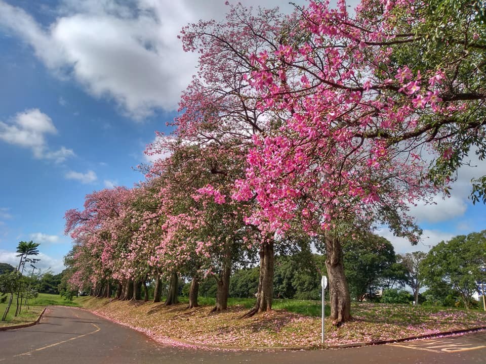 Previsão é de sol entre nuvens e máxima de 29°C em Maringá, diz Simepar