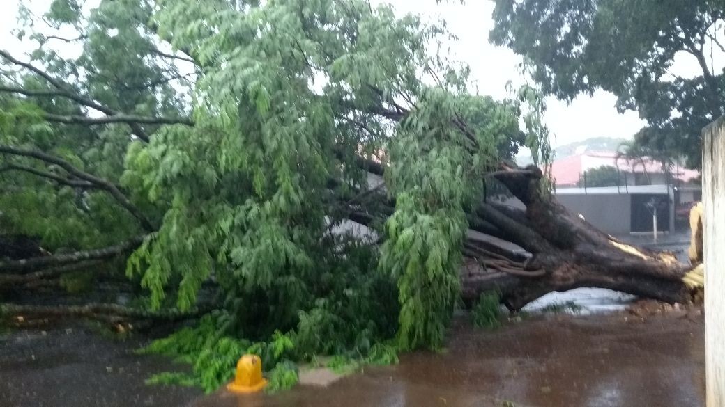 Chuva derruba quatro árvores em Maringá