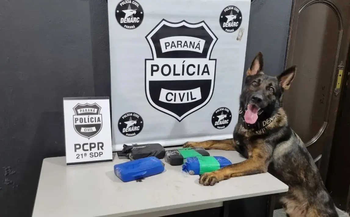 Chris, cão farejador da Denarc de Maringá, será homenageado nesta terça-feira (9)