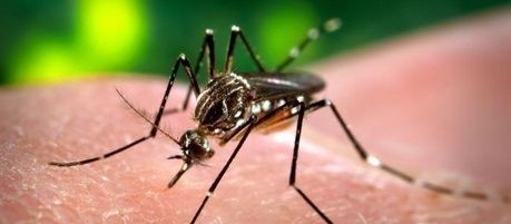 Maringá confirma a segunda morte por dengue