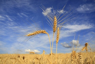 Trigo: preço estável no campo e queda no atacado