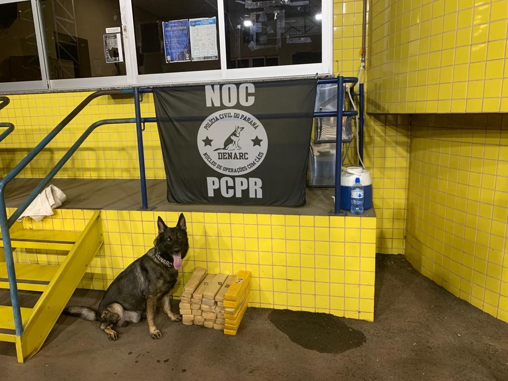 Com auxílio de cães, Denarc apreende 150 comprimidos de ecstasy e maconha em ônibus de linha