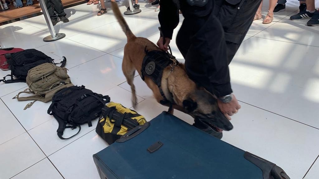 Veja: apresentação do Canil de Guaíra da PF impressiona público