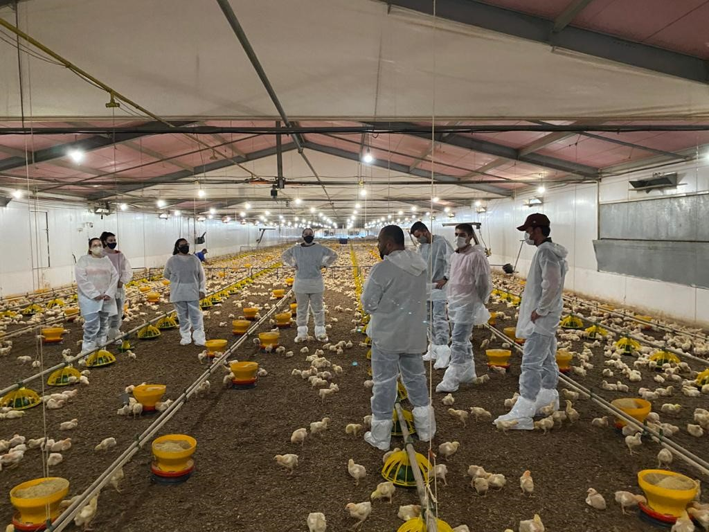 Pesquisadores estudam área ideal de aviários para melhorar rendimento