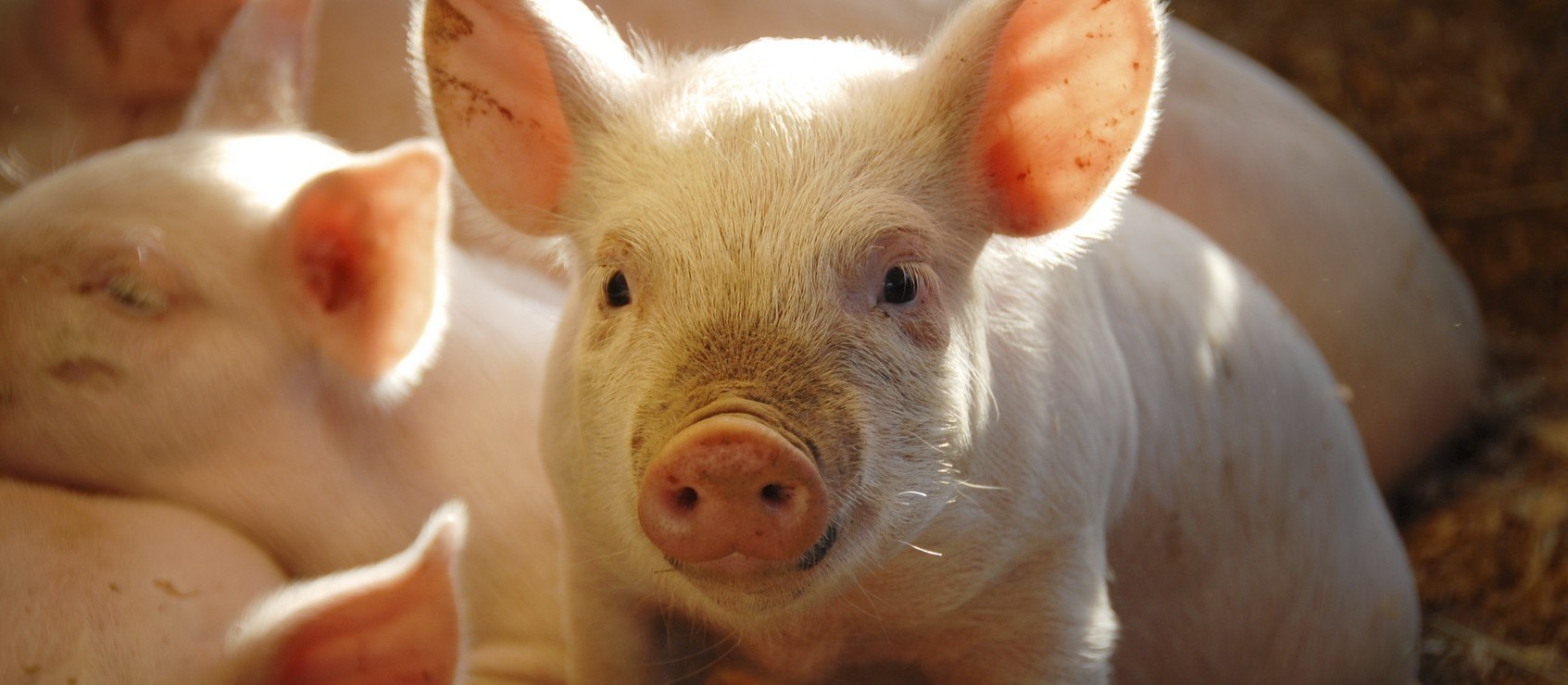 Suíno custa R$ 5,10 o quilo em Apucarana