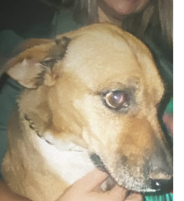 Morador de Sarandi é preso suspeito de zoofilia e maus tratos