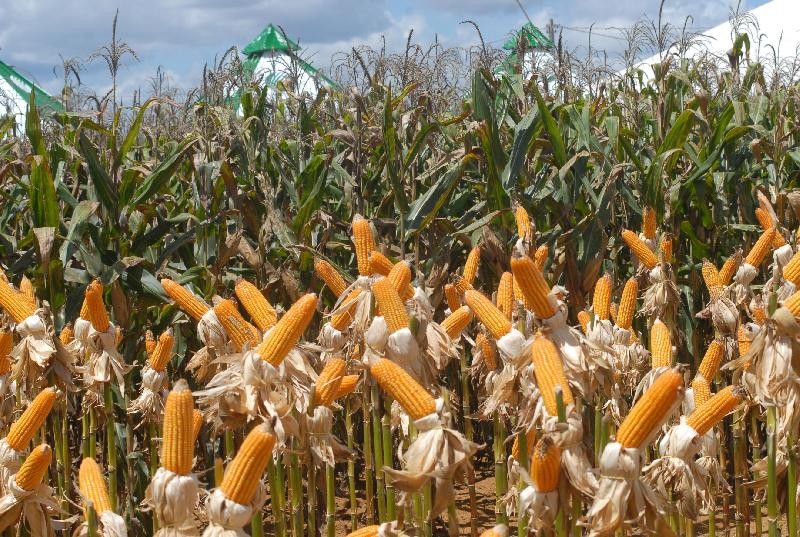 Preço do milho teve elevação de quase 15% entre abril e maio