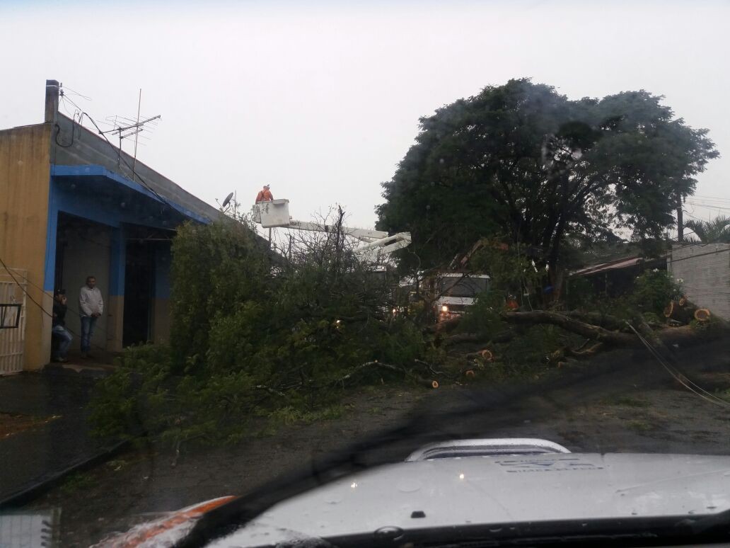 Chuva neste feriado provoca queda de quatro árvores e três postes em Maringá