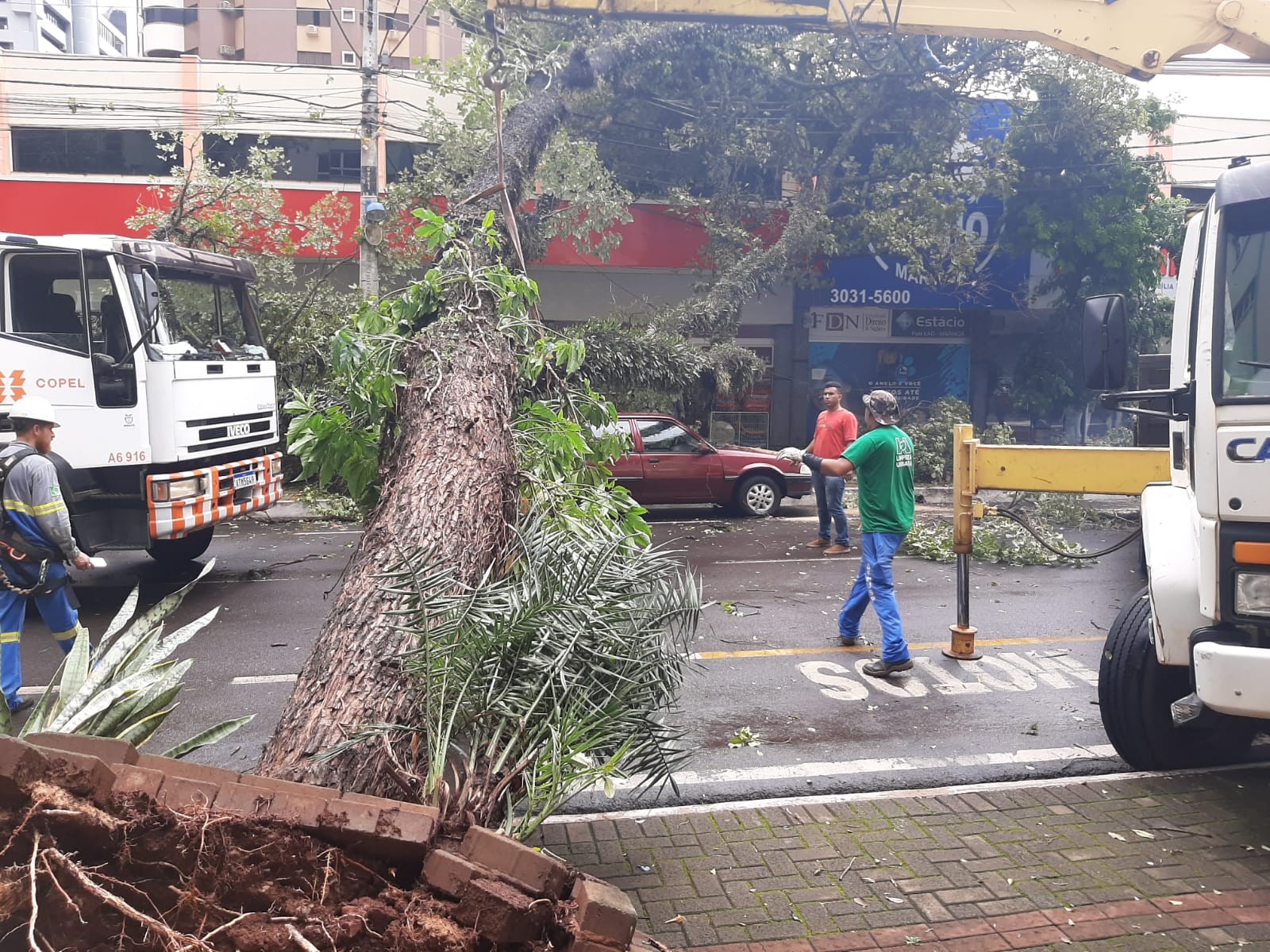 Durante temporal, árvore cai sobre carros estacionados, em Maringá