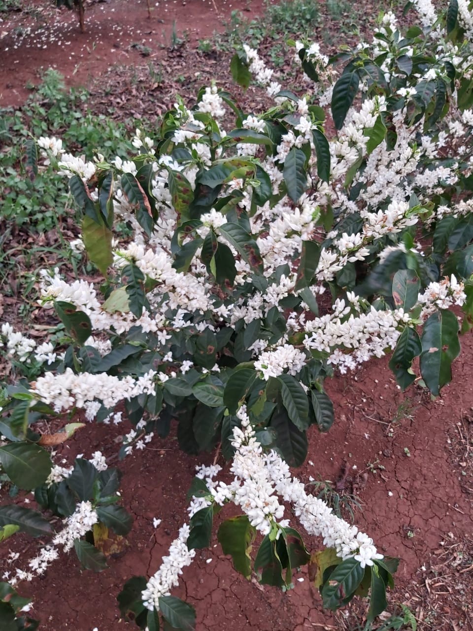 Começa a florada do café em lavouras mais novas