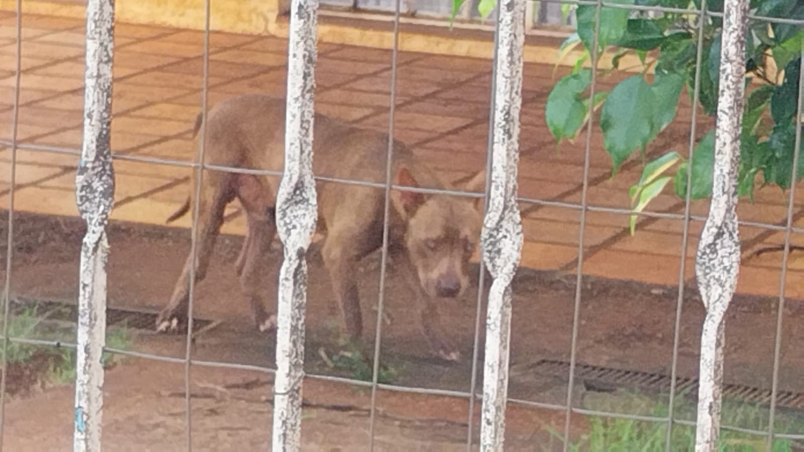 Foto: Luciana Peña/CBN Maringá.