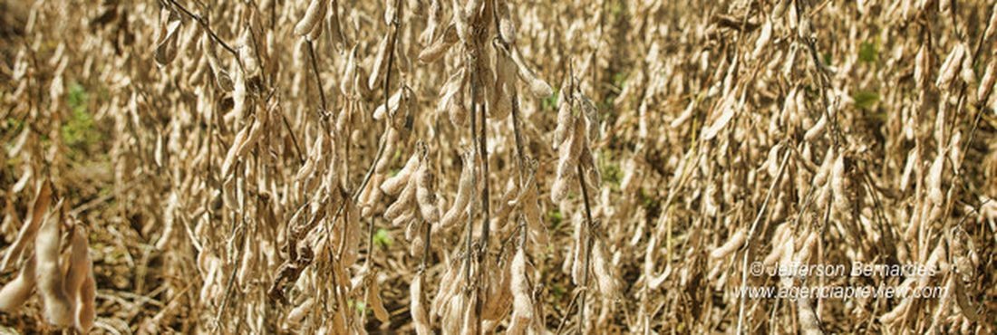 Soja custa R$ 82,50 a saca em Maringá