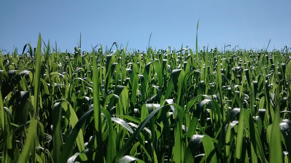 Milho custa R$ 30 a saca em Maringá