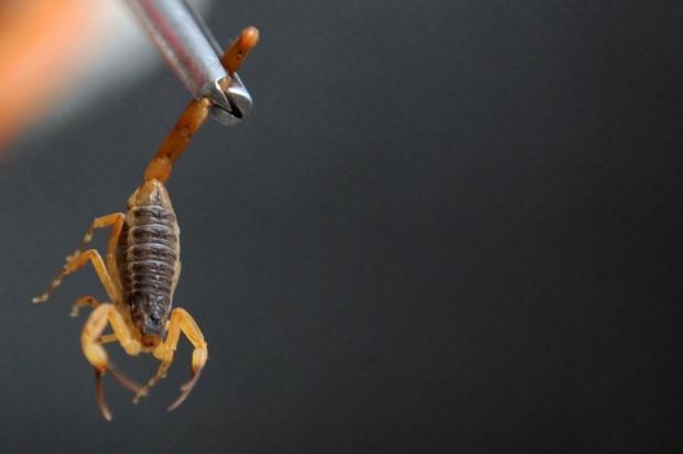 14 acidentes foram registrados este ano em Maringá