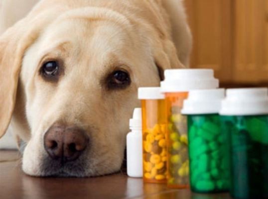 Uso indiscriminado de medicamentos pode causar intoxicação nos pets