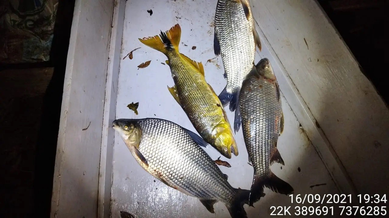 Pescadores flagrados no Rio Ivaí são multados por pesca ilegal, diz Polícia Ambiental