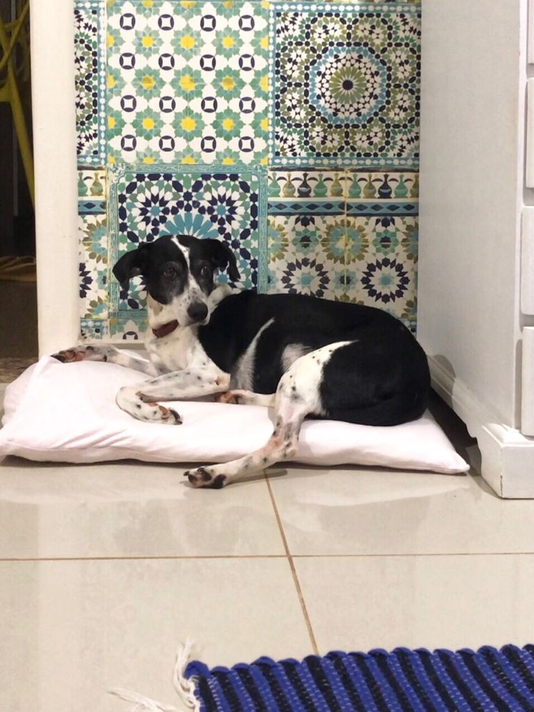 Em quatro anos, 1067 cães e gatos foram adotados em Maringá