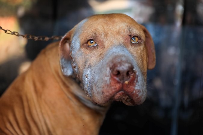 Pitbulls vítimas de maus-tratos são resgatados em Maringá; dono é multado em R$ 4 mil
