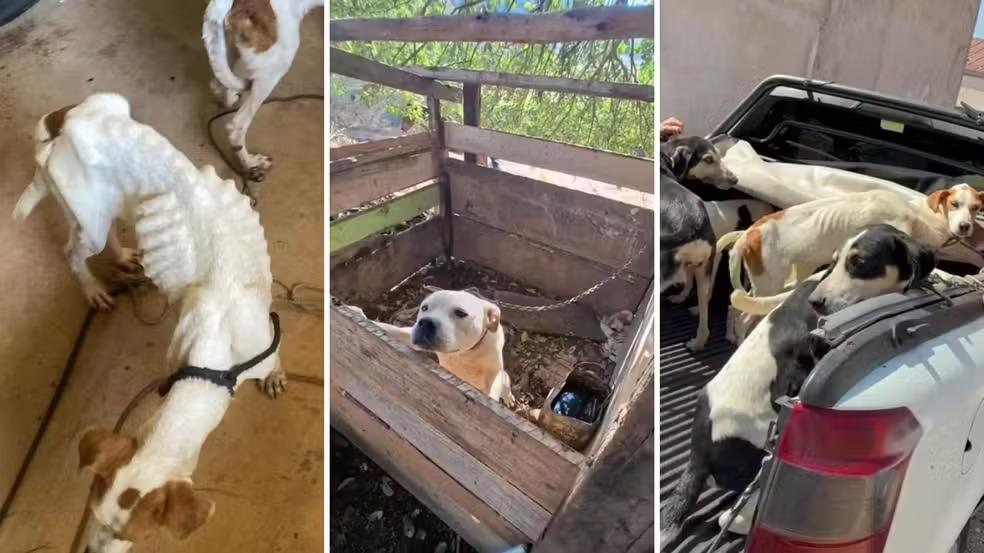 Ações policiais resgatam animais em situação de maus-tratos