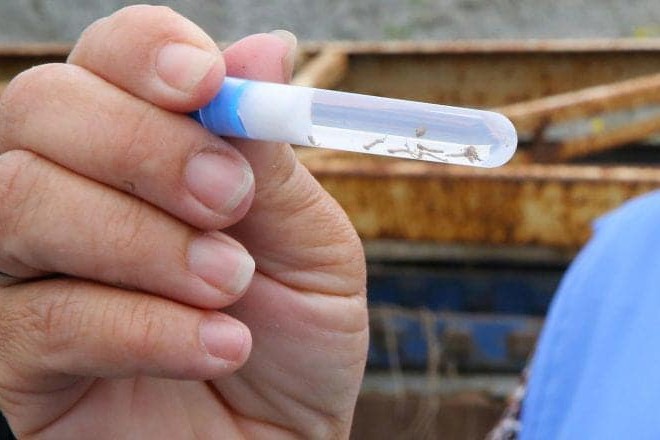 UEM desenvolve teste rápido para identificar os subtipos da doença