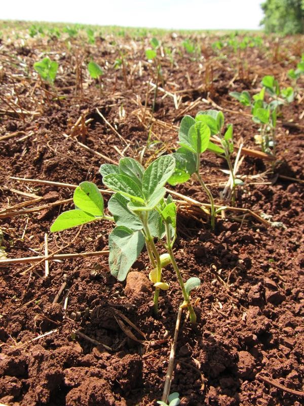 Aumento da tolerância ao estresse hídrico em plantas