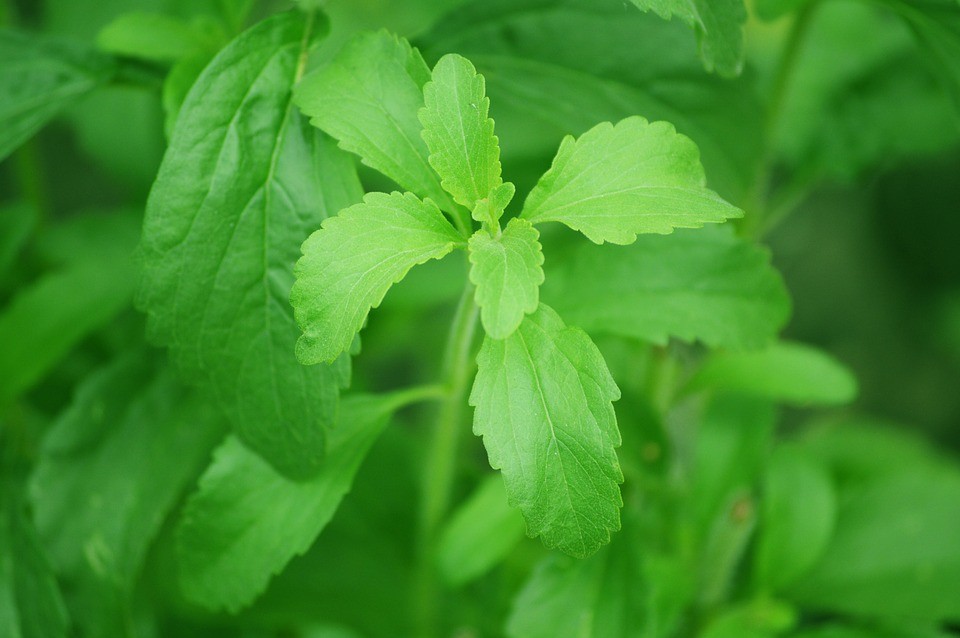 Você consome adoçante de stevia?