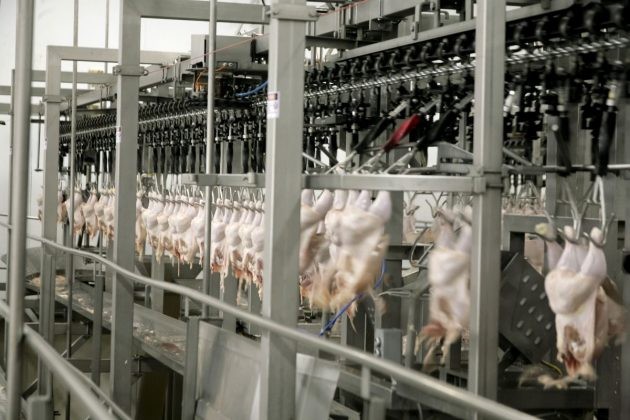 Novos frigoríficos do PR são habilitados para exportar frango à China