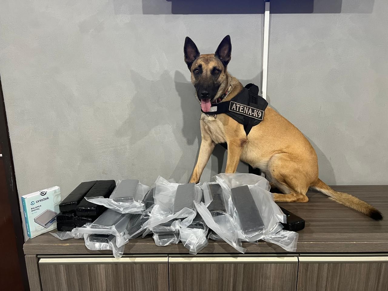 Operação com cães apreende 14 quilos de maconha em ônibus de linha