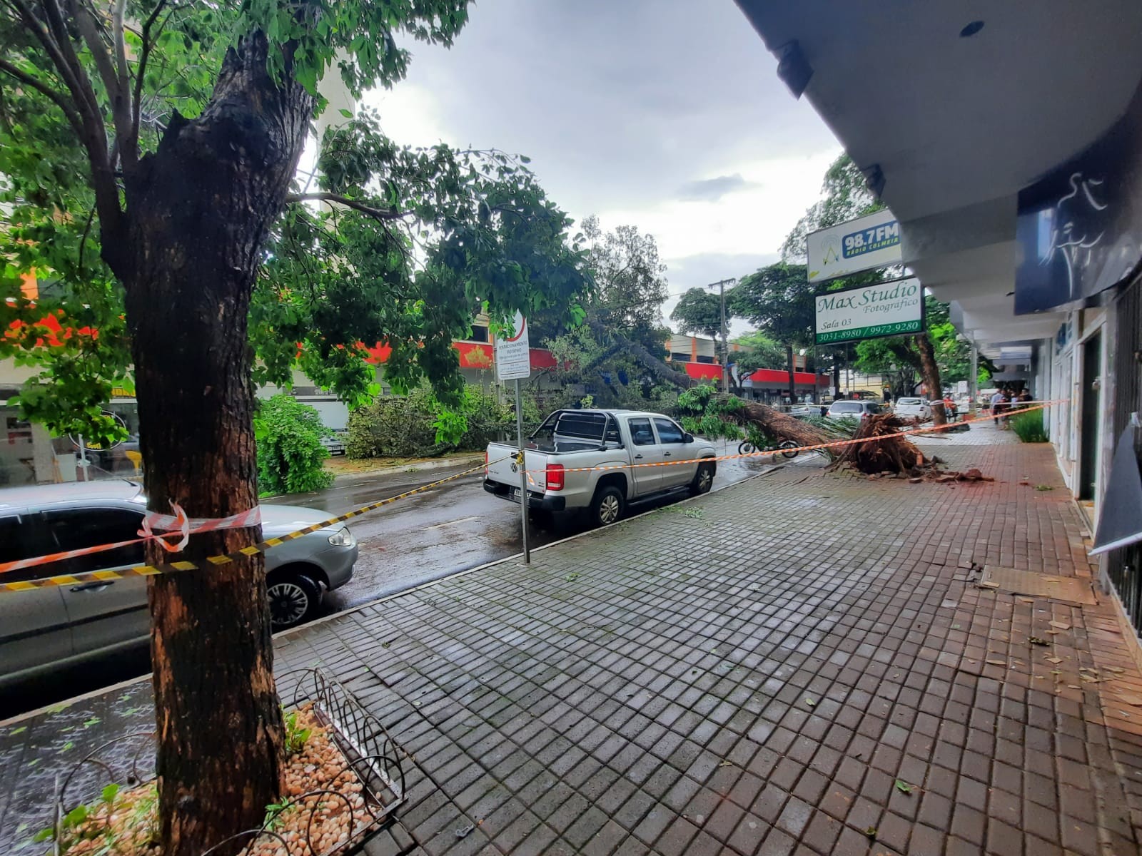 Ao menos 29 árvores caíram em Maringá durante o temporal desta terça-feira (22)