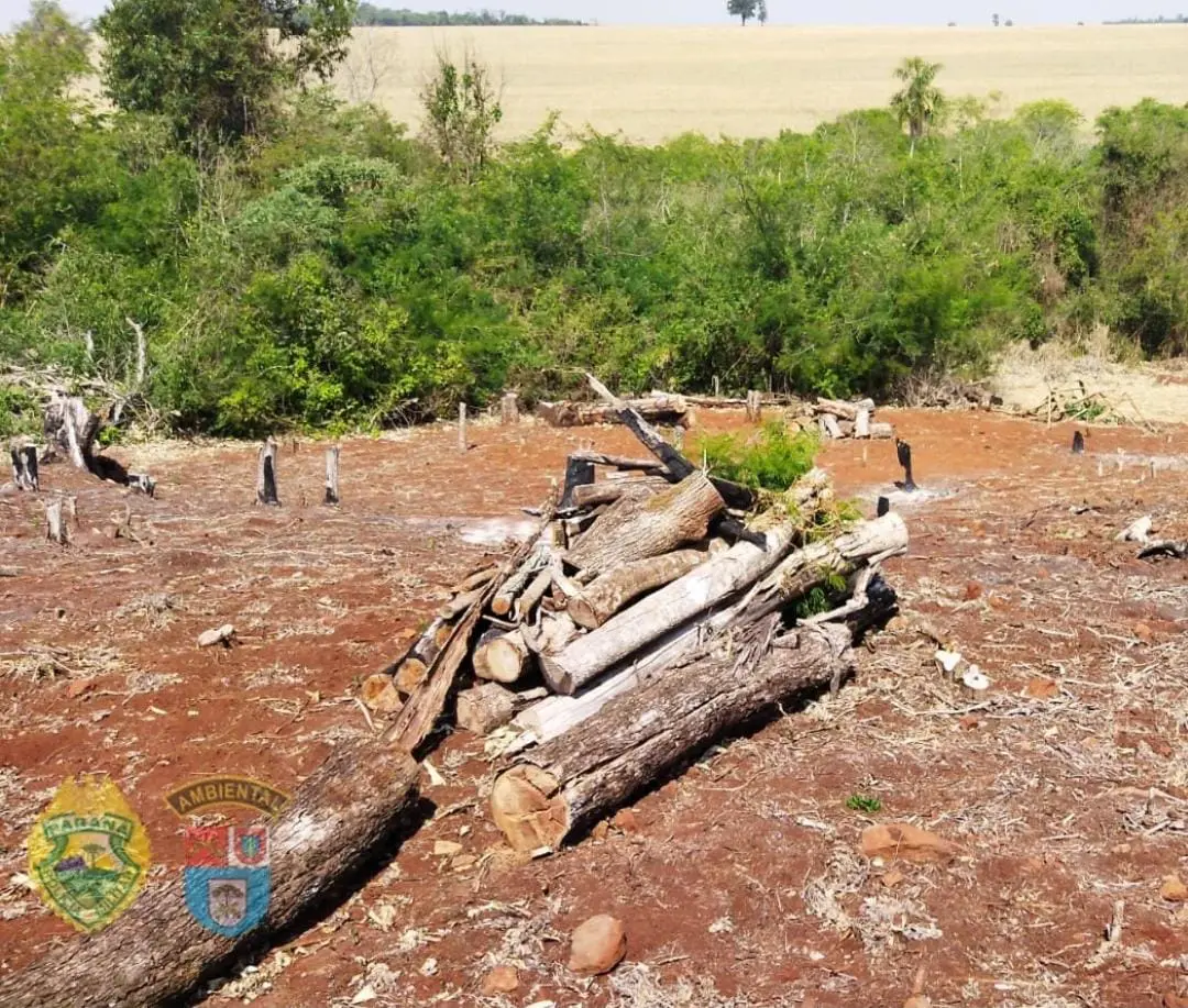 Suspeito de desmatamento ilegal é preso após tentar atirar contra policiais, em Peabiru