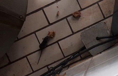 Vídeo de rato em cozinha de refeitório viraliza e UEM se pronuncia