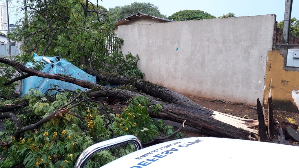 Temporal derruba mais de 100 árvores e deixa 10 mil sem energia