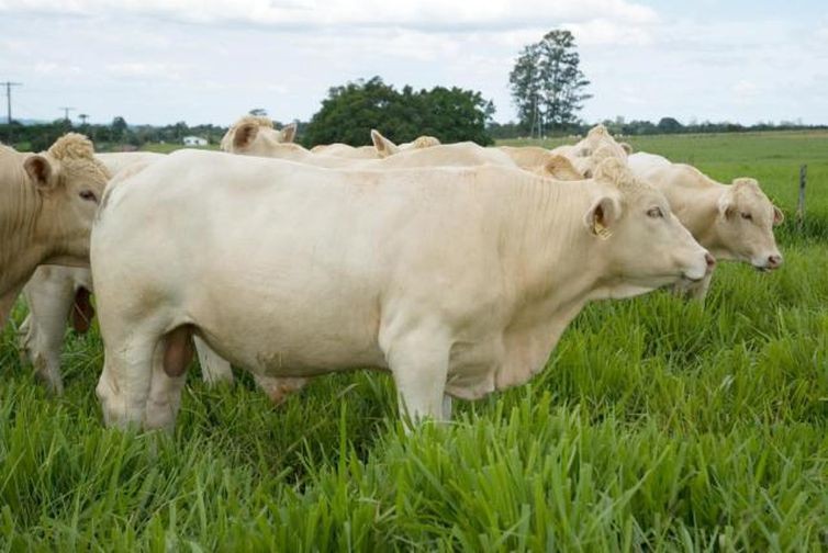 Arroba do boi gordo custa R$ 155 em Umuarama