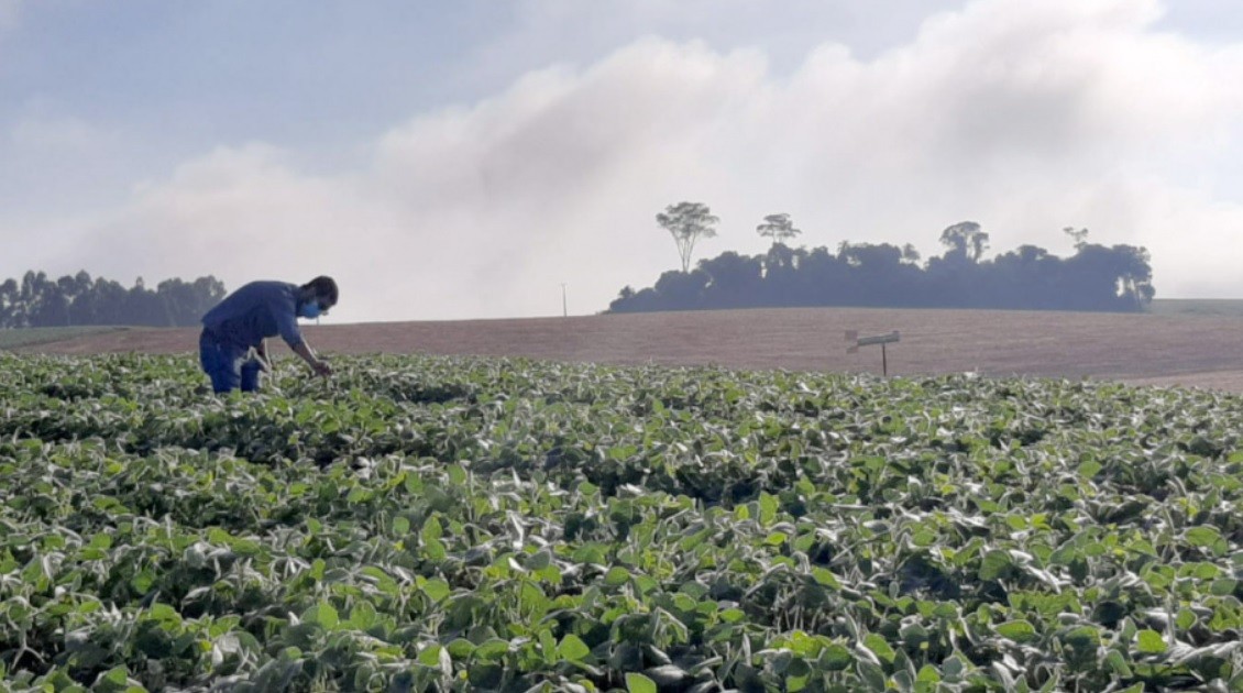 Alerta Ferrugem começa em propriedades do Paraná