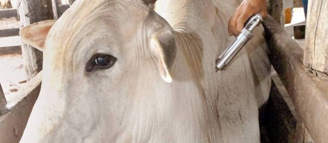 Campanha de vacinação contra febre aftosa no Paraná segue até dia 31