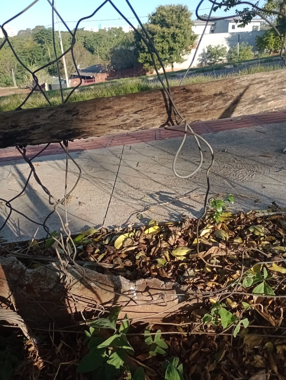 Horta do Conjunto Ney Braga é furtada seis vezes em 40 dias, relata morador