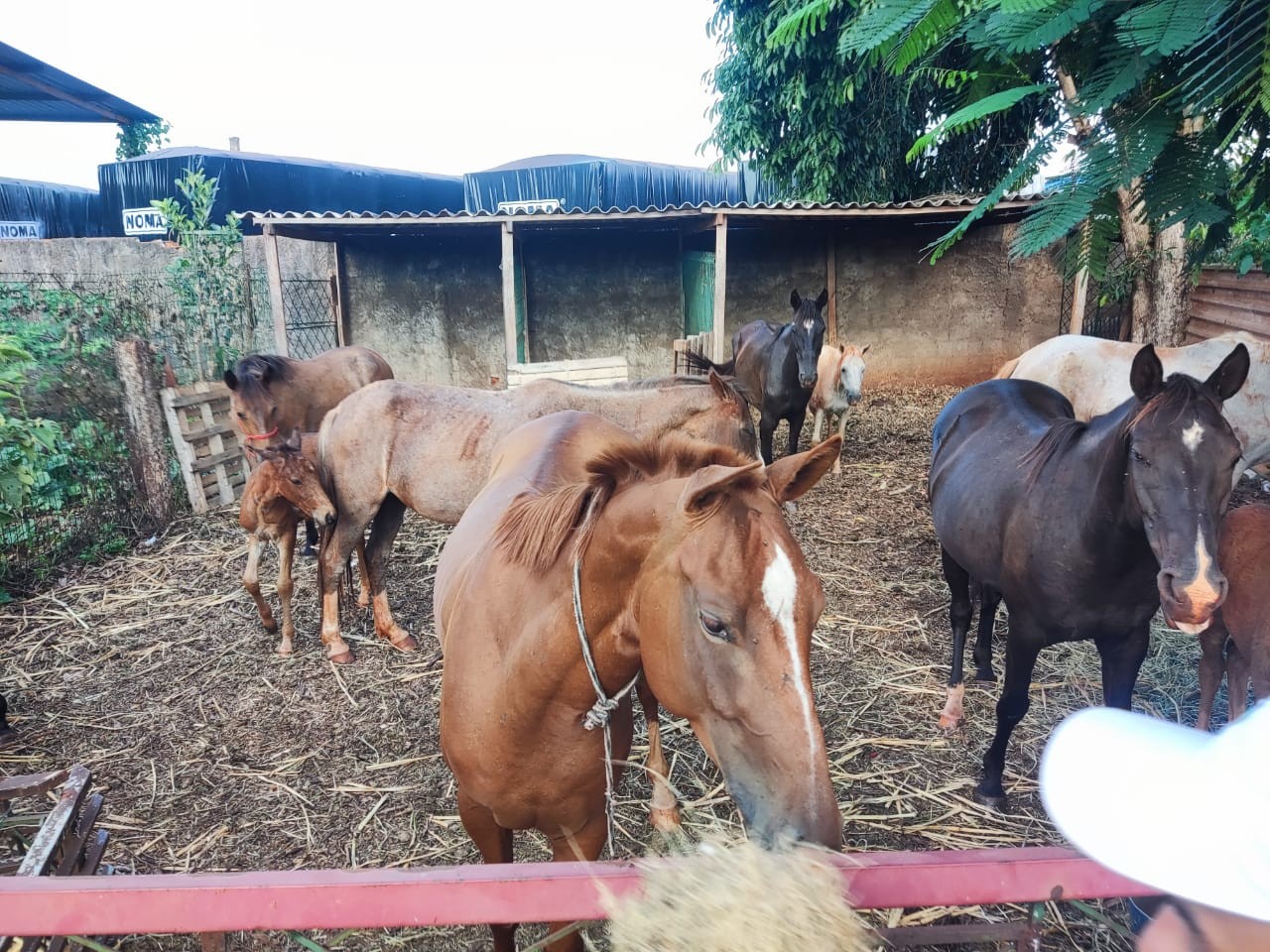Grupo de assaltantes armados rende vigia e rouba cavalos da Secretaria de Meio Ambiente de Sarandi